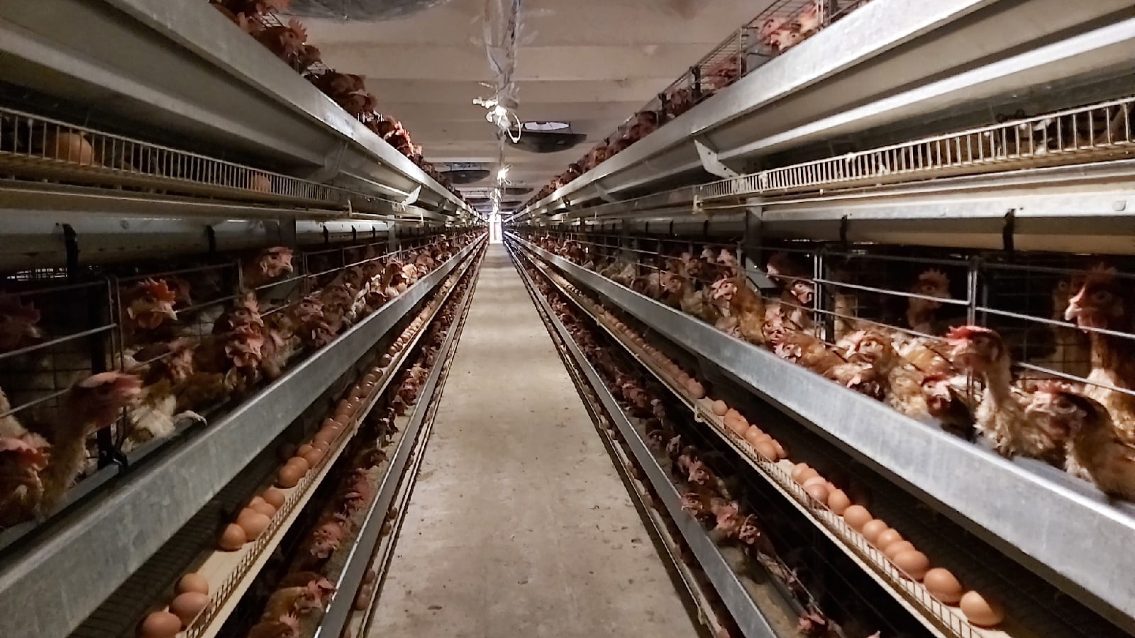 Фермеров Татарстана предупредили о мерах безопасности из-за птичьего гриппа