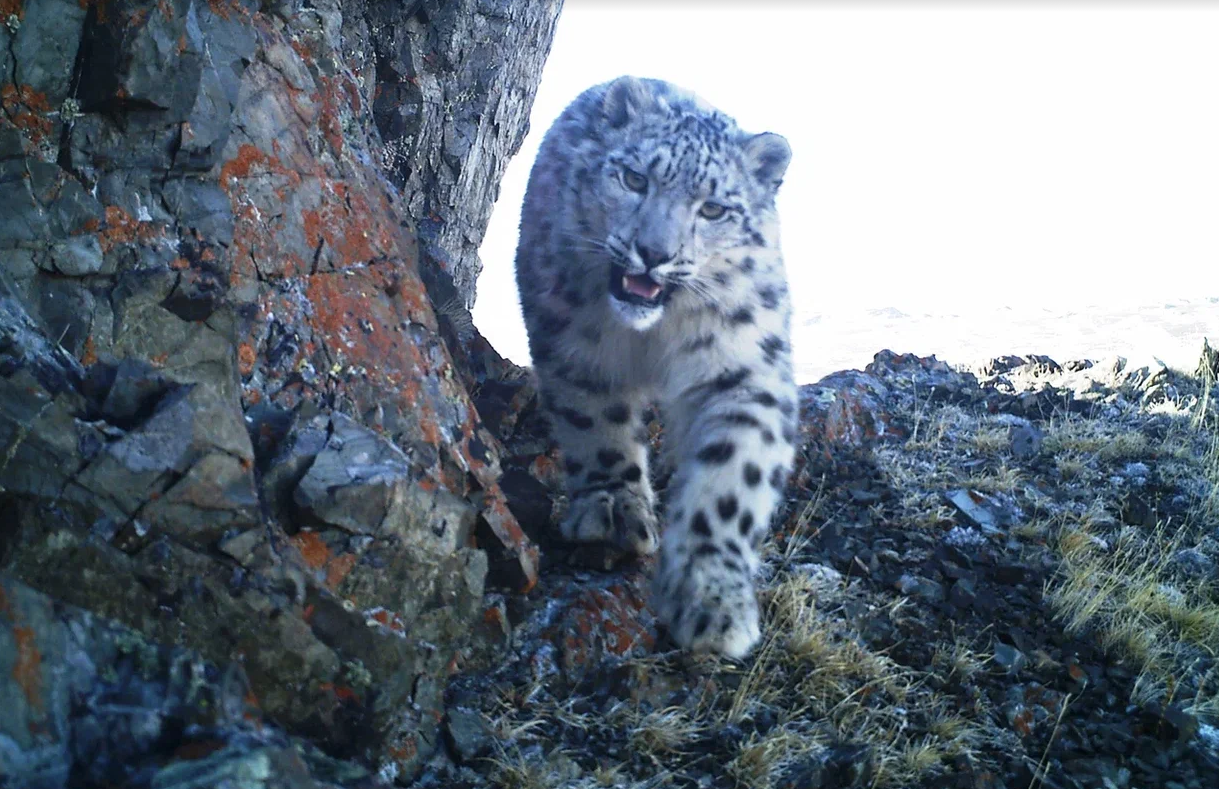 На территории России обитает 87 снежных барсов