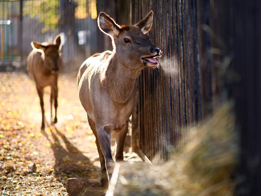 Количество благородных оленей в Татарстане за год выросло на четверть