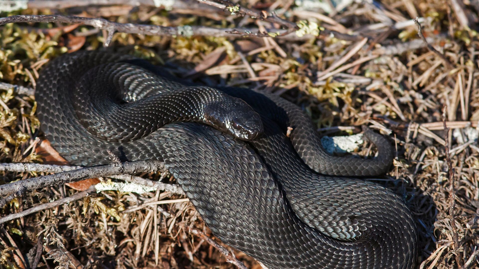 Ранняя весна разбудила змей в Татарстане