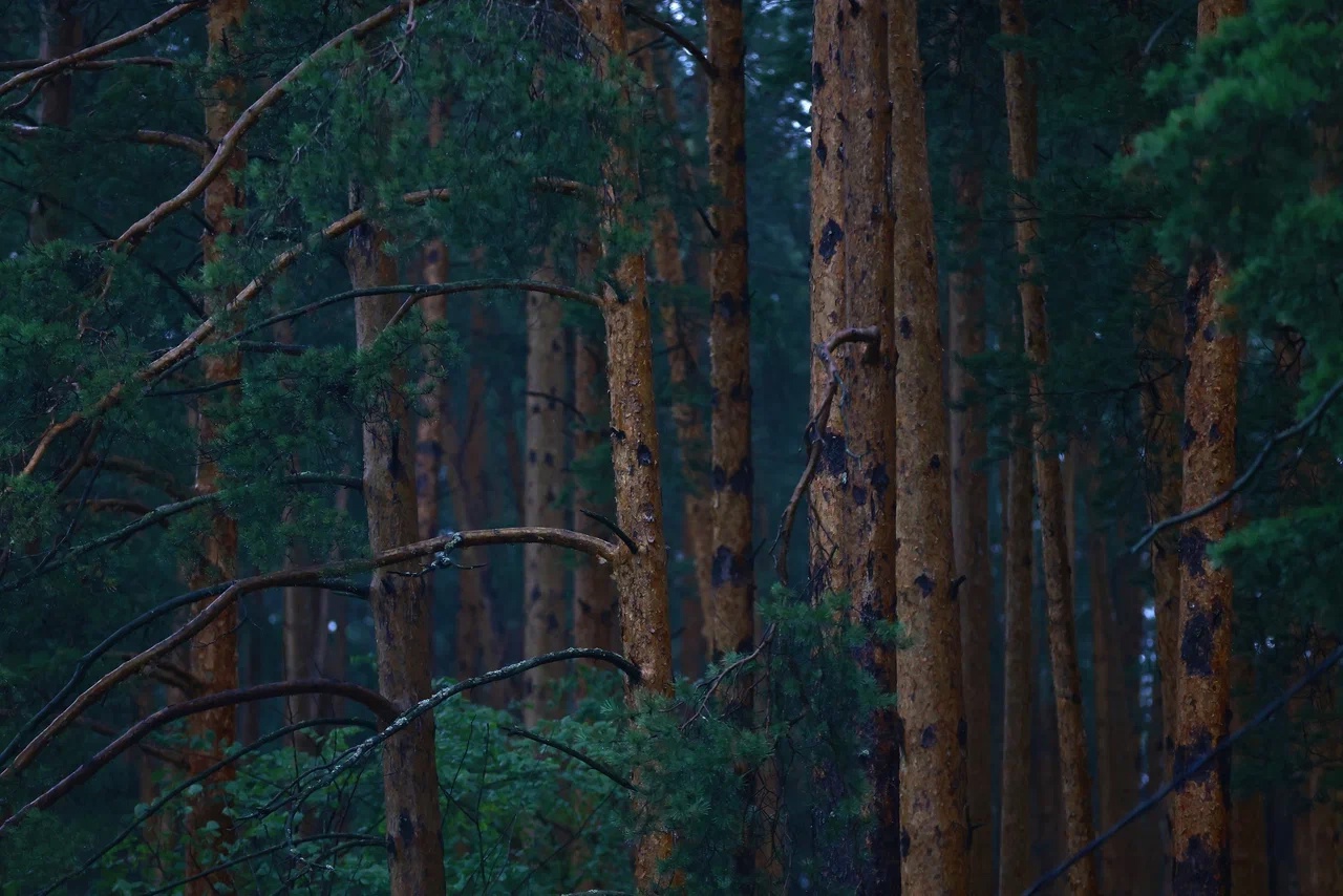 Особый противопожарный режим вводится в Татарстане с 14 апреля
