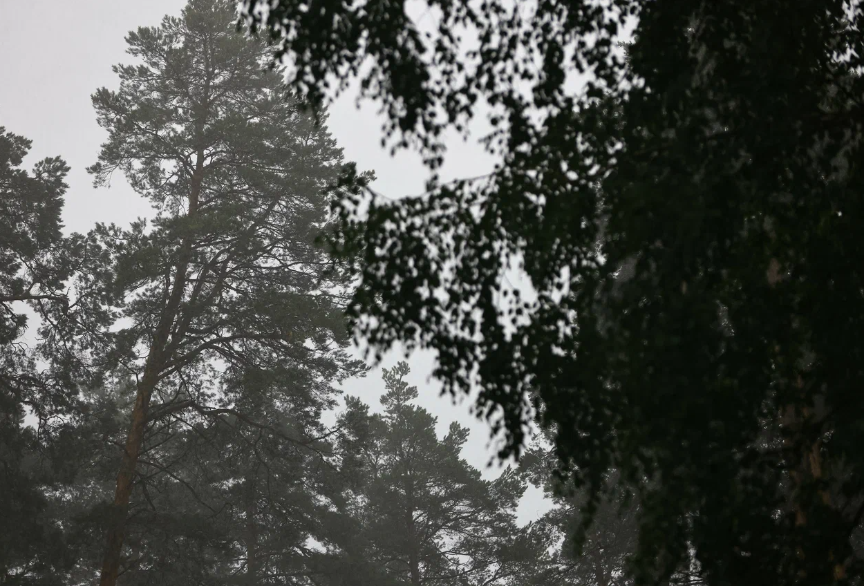 Сезон посадки леса стартовал в Татарстане