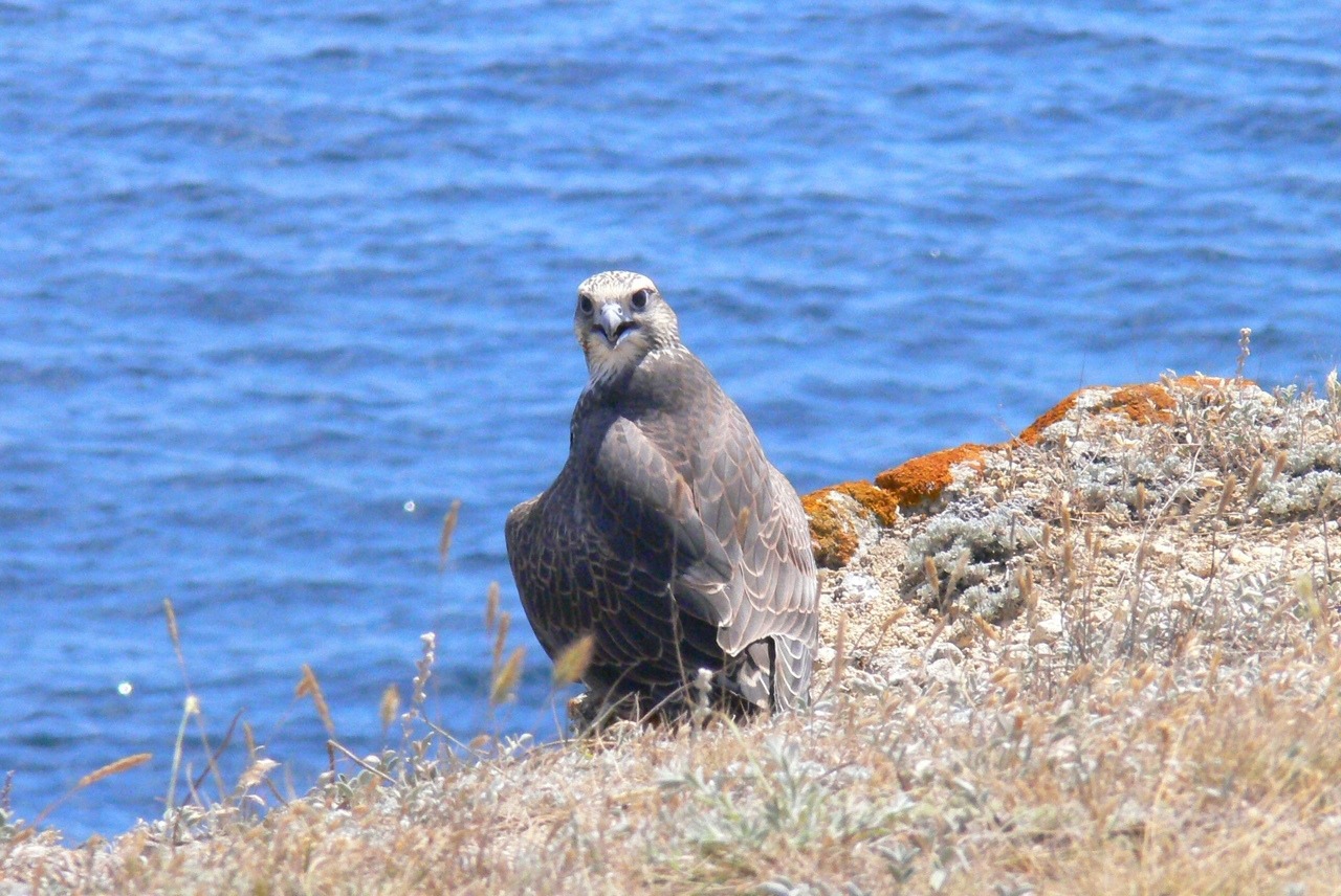 Краснокнижных соколов-балобанов выпустят в дикую природу в Татарстане с GPS