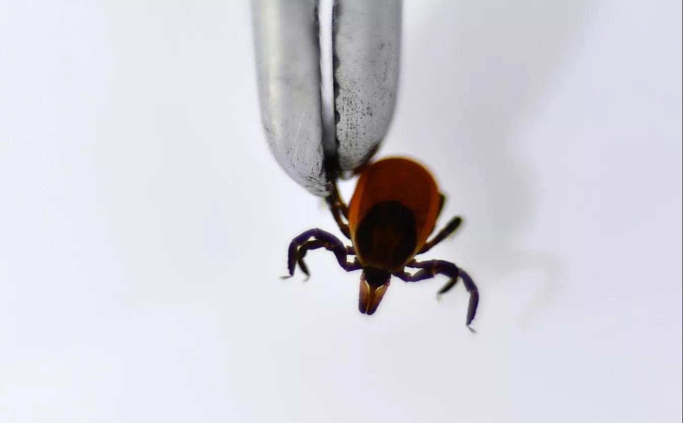 С начала сезона клещей пострадали почти 900 татарстанцев