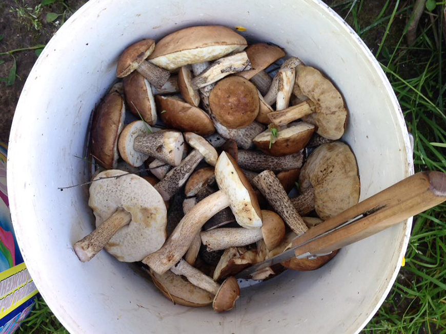 За сбор краснокнижных грибов грозит тюрьма, рассказали эксперты