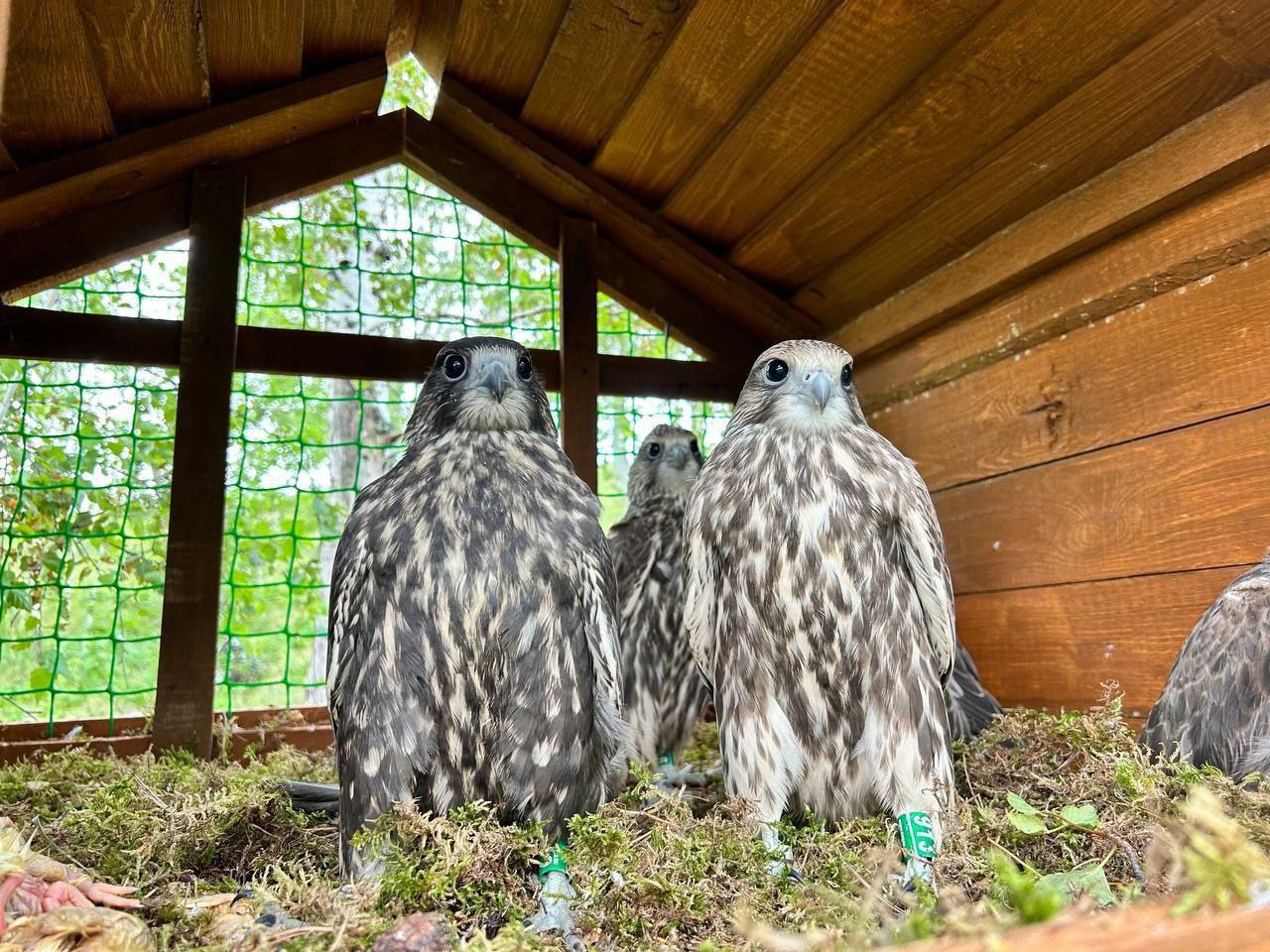 На волю выпустят первых двух птенцов сокола-балобана, рожденных в Татарстане