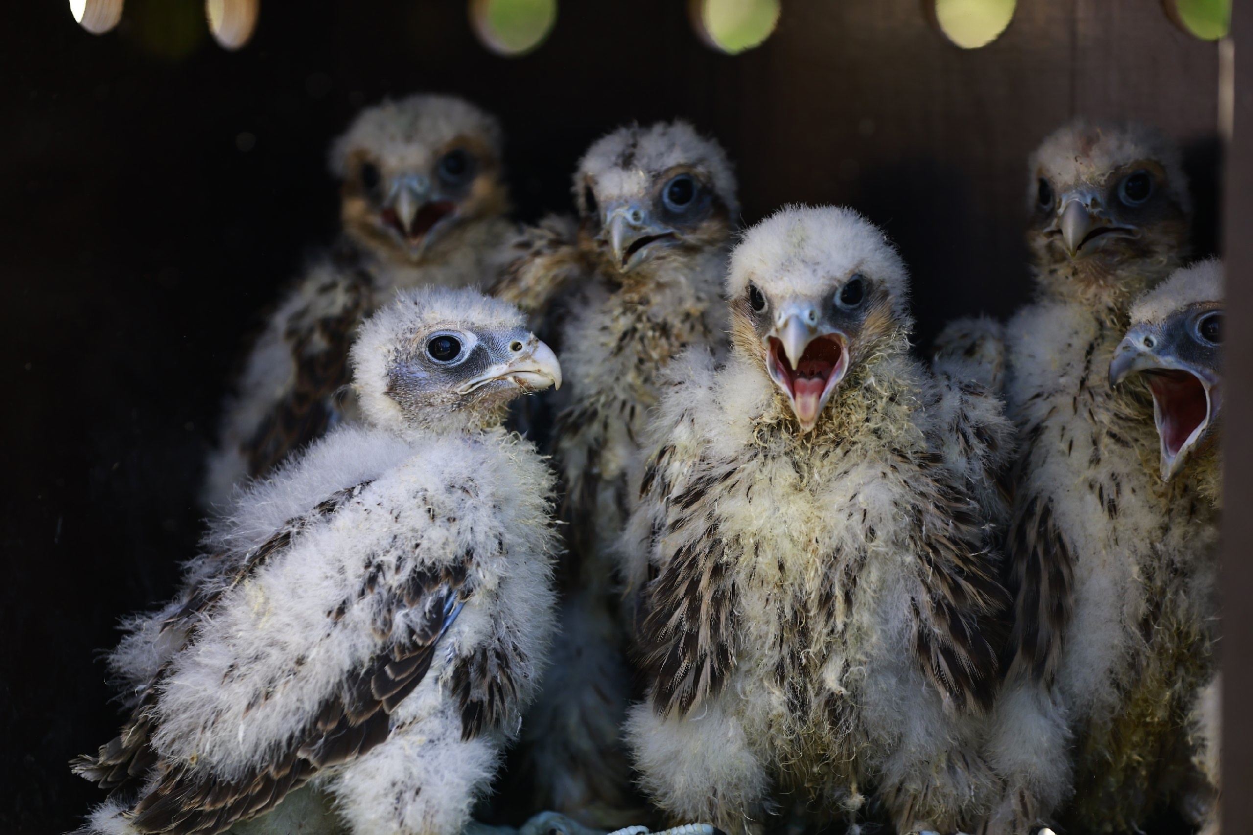 Соколов-балобанов возвращают в Татарстан