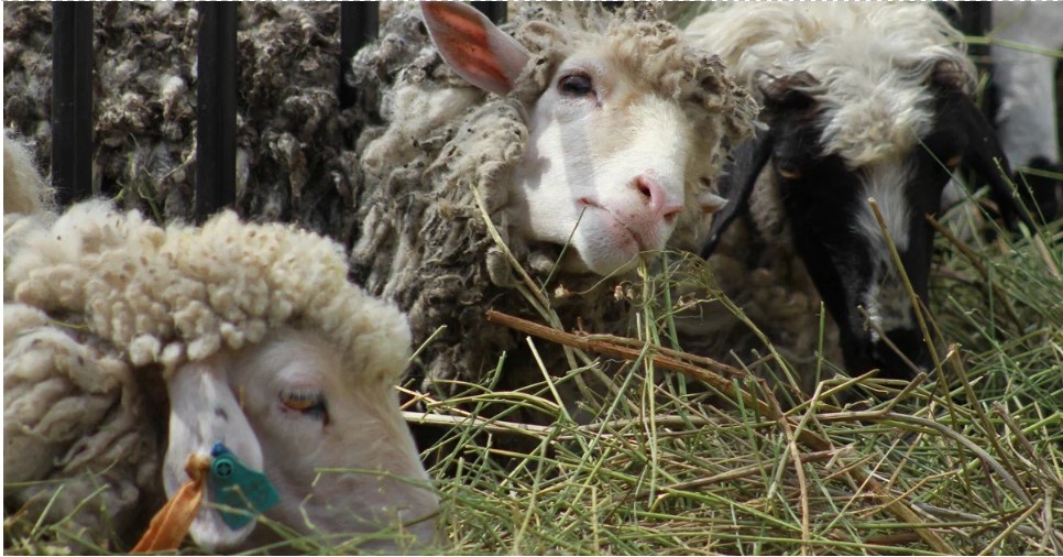 За неделю в Татарстане неимущим раздадут 1,5 тонны жертвенного мяса