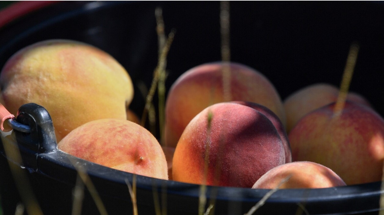 Эксперт прогнозирует резкое снижение цен на абрикосы, персики и нектарины