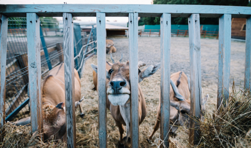В Казани закрылся единственный центр реабилитации диких животных