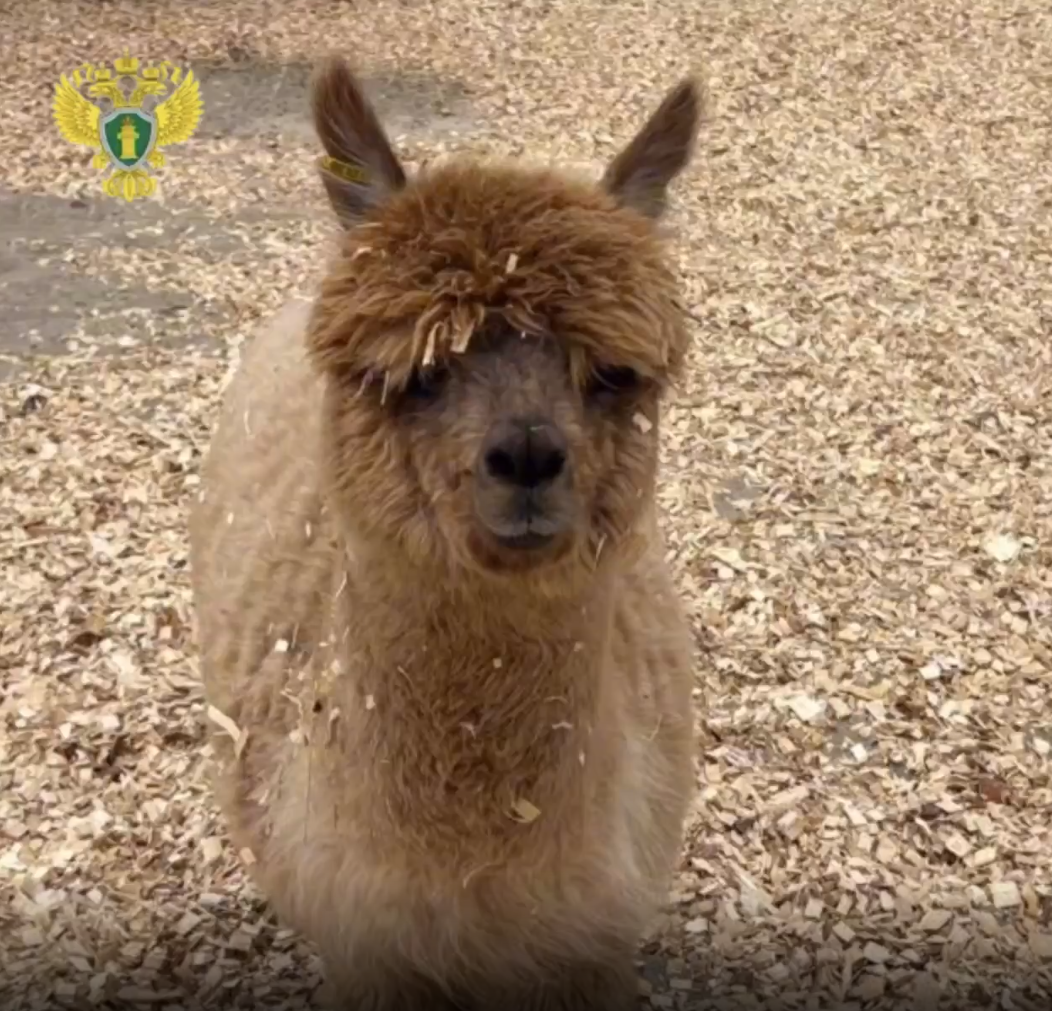 Прокуратура нашла нарушения в работе казанского парка альпак