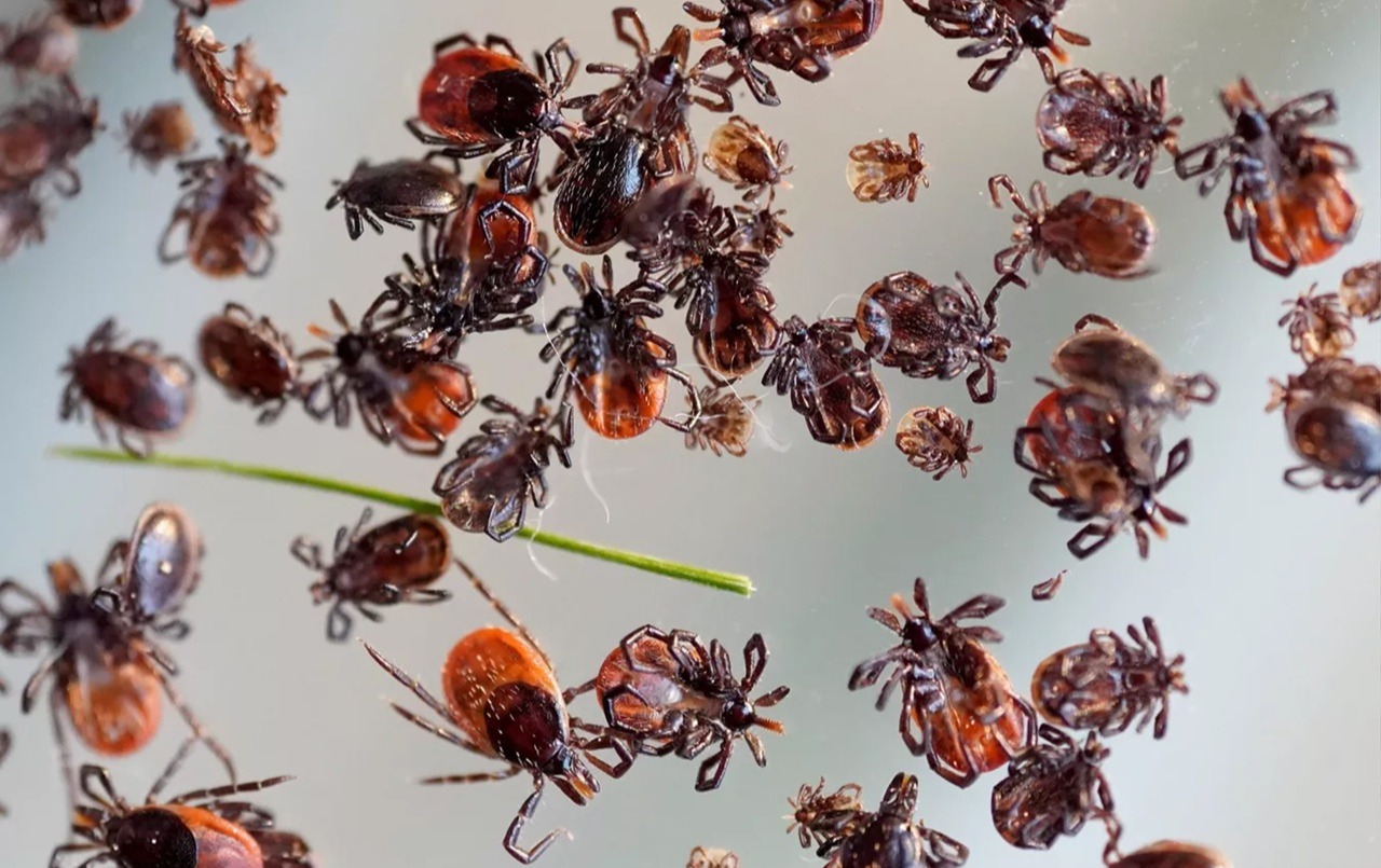 В больницы после укусов клещей обратились почти 9 тысяч татарстанцев