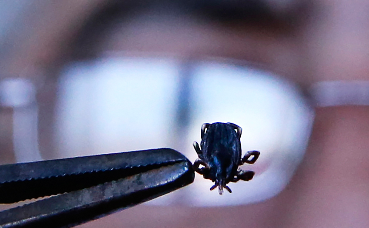 В Казани за неделю клещи укусили почти 50 детей