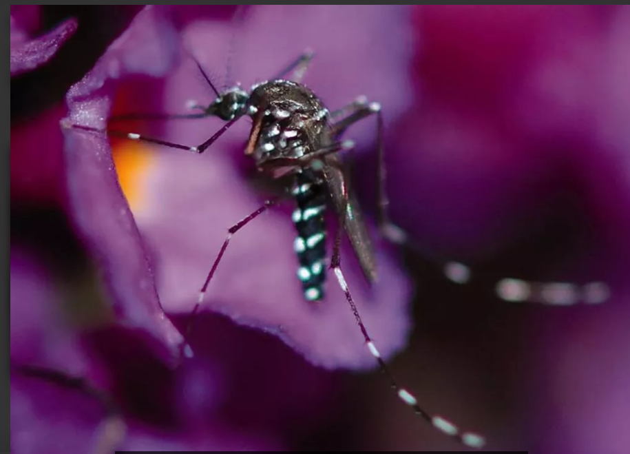 Ученый КФУ пояснил, в чем отличие гриппа от лихорадки чикунгунья