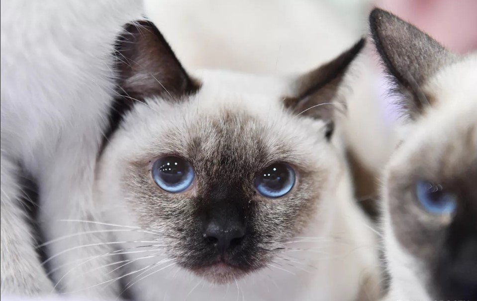 Казань вошла в тройку городов по количеству питомцев в семье