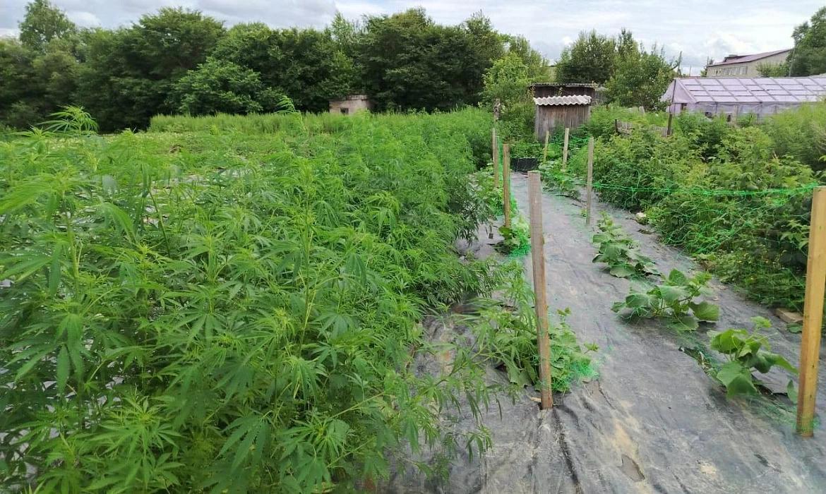 В огороде у жителя Татарстана нашли десятки кустов наркосодержащего растения