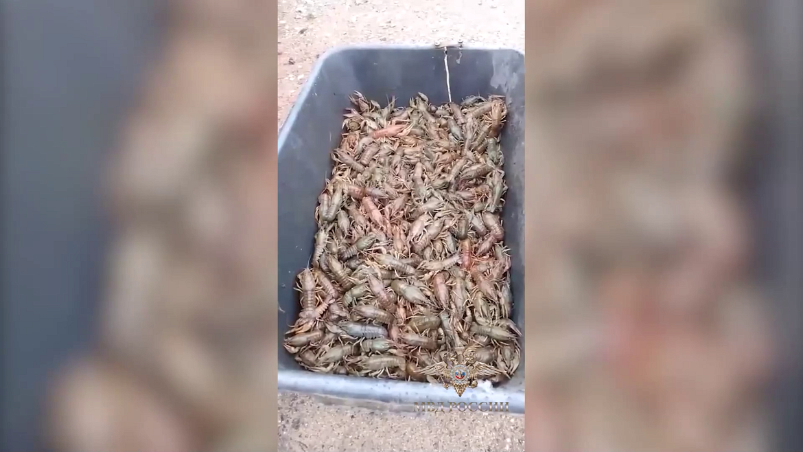 Двое жителей Татарстана незаконно выловили почти 3 тысячи раков