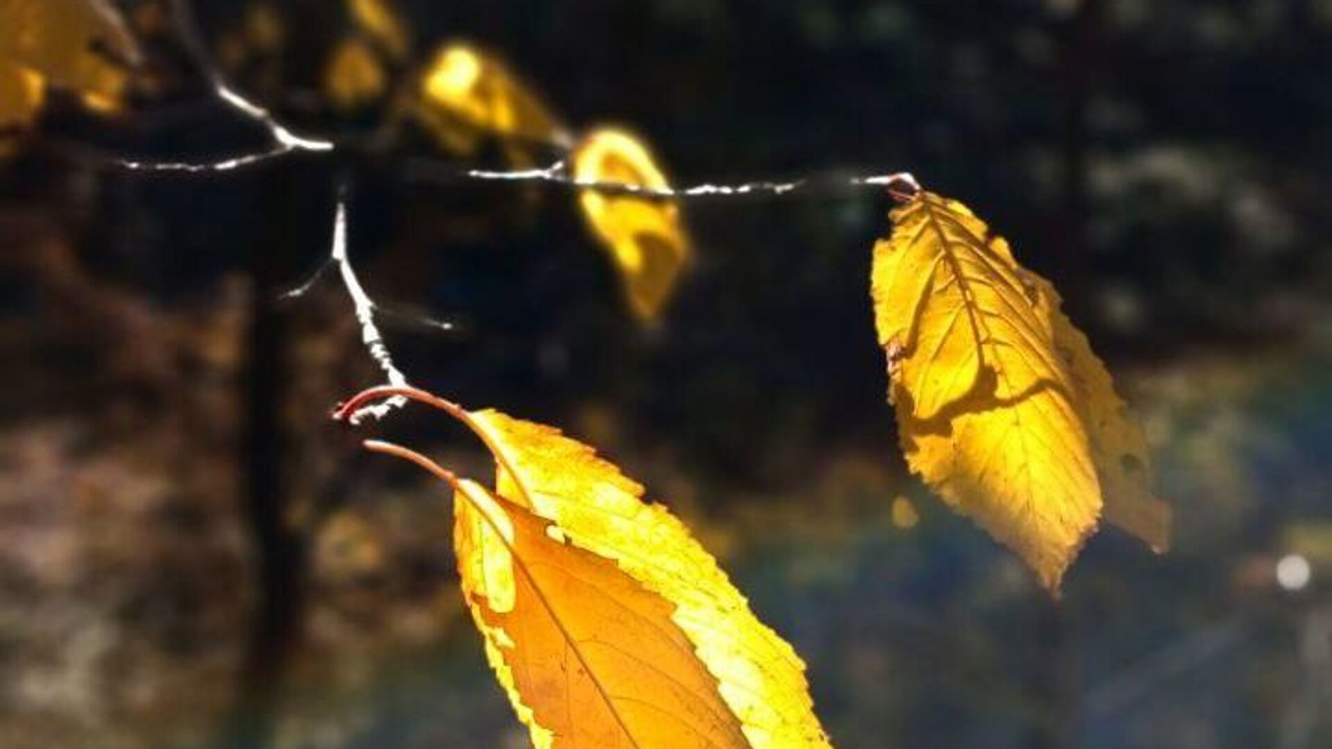 Сентябрь в России будет теплее нормы почти по всей стране