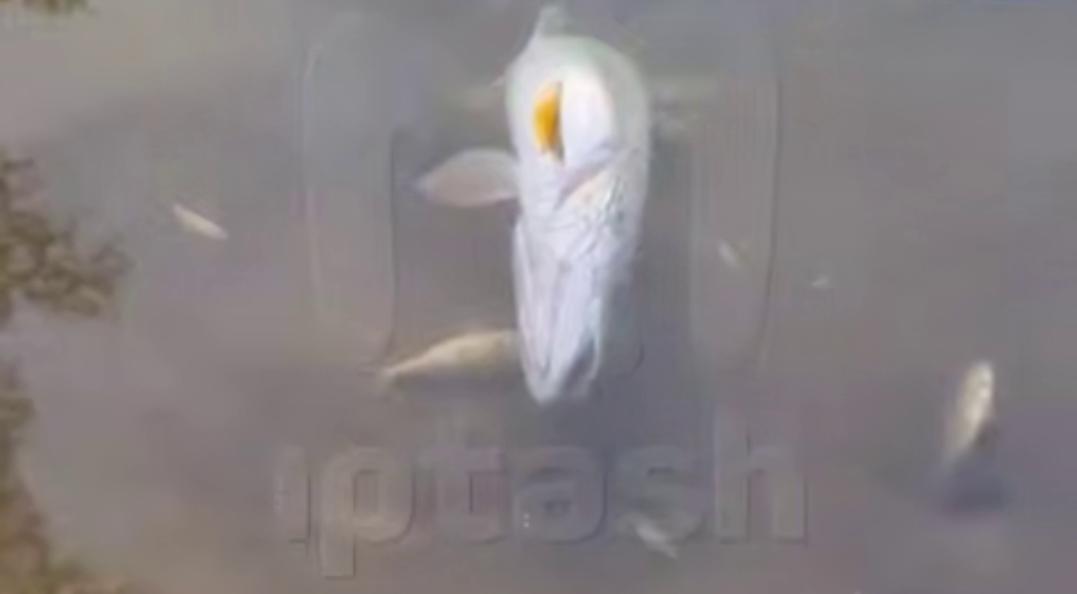 На Казанке у Голубых озер обнаружили массовую гибель рыбы