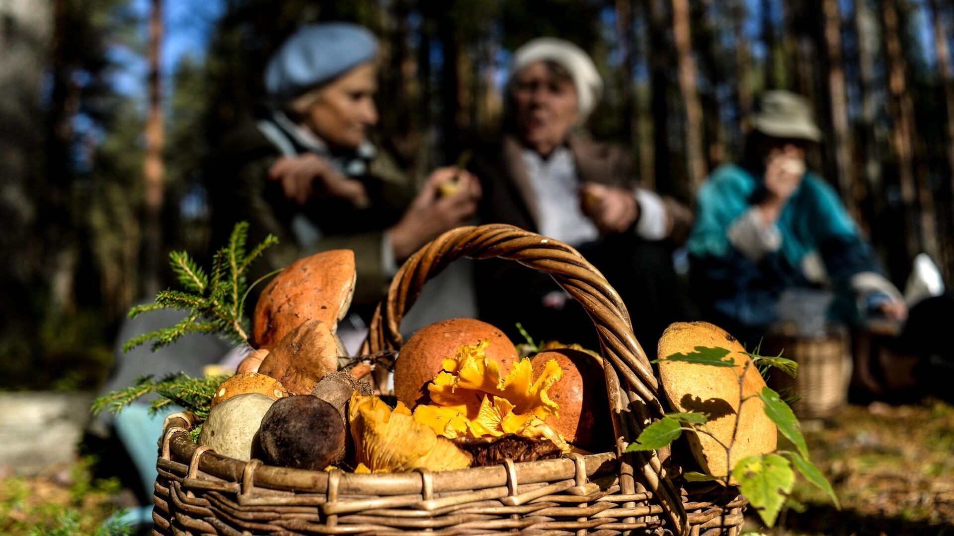 У татарстанцев в пять раз увеличился интерес к грибной теме