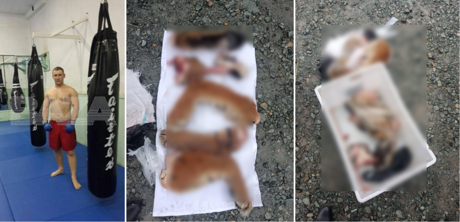 Охотника с расчлененным тигром в багажнике поймали в Приморье