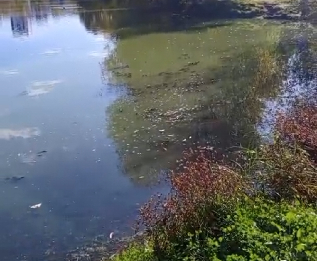 Минэкологии проверяет озеро в парке Победы Казани, где умерла рыба