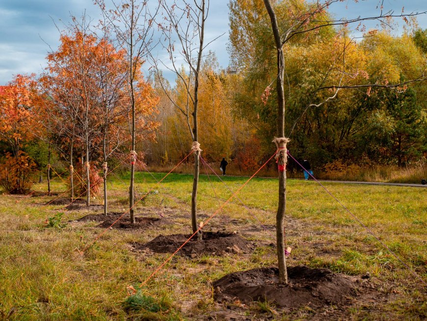 Обрезка деревьев перед зимой началась в Казани
