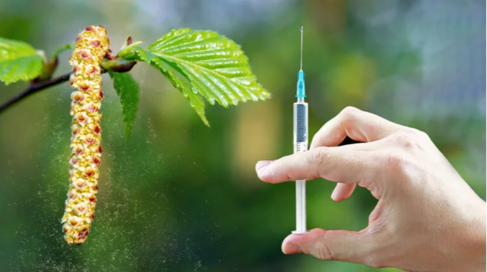 Вакцина для лечения аллергии на пыльцу березы проходит активные испытания