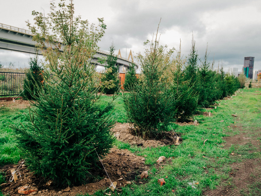 Под казанским мостом «Миллениум» посадили 185 деревьев