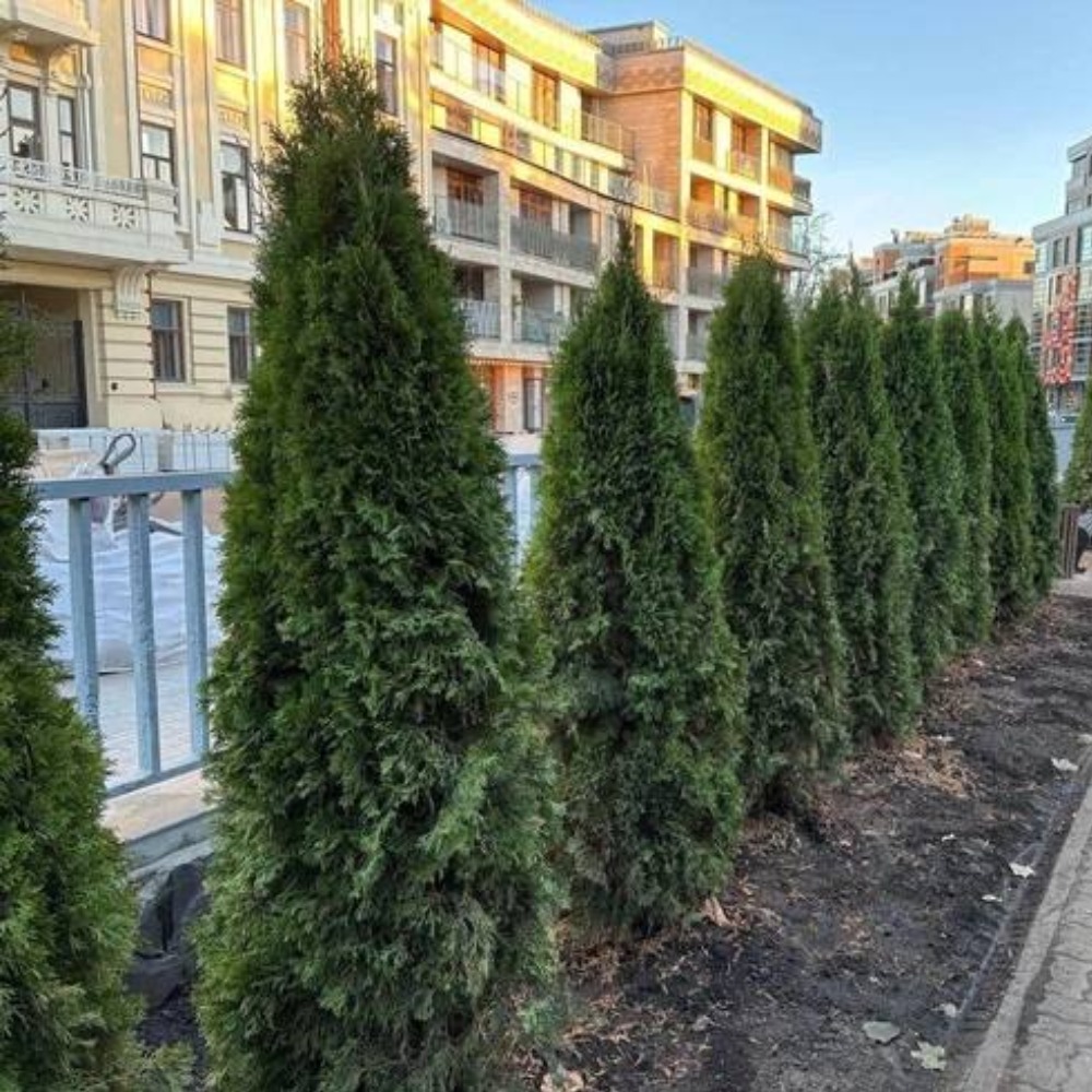 В Лядском саду вернут липы после возмущения казанцев