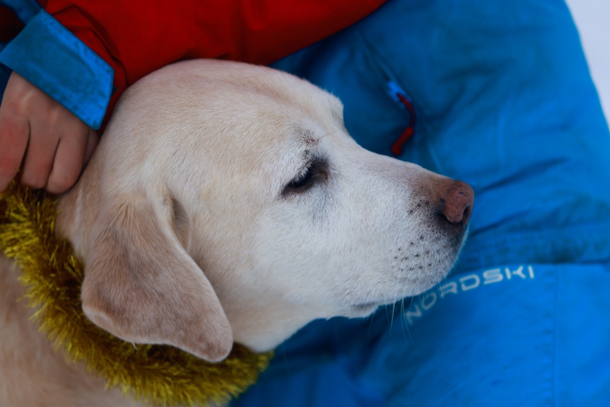 В Госдуме хотят обязать владельцев животных убирать за ними не только на улице