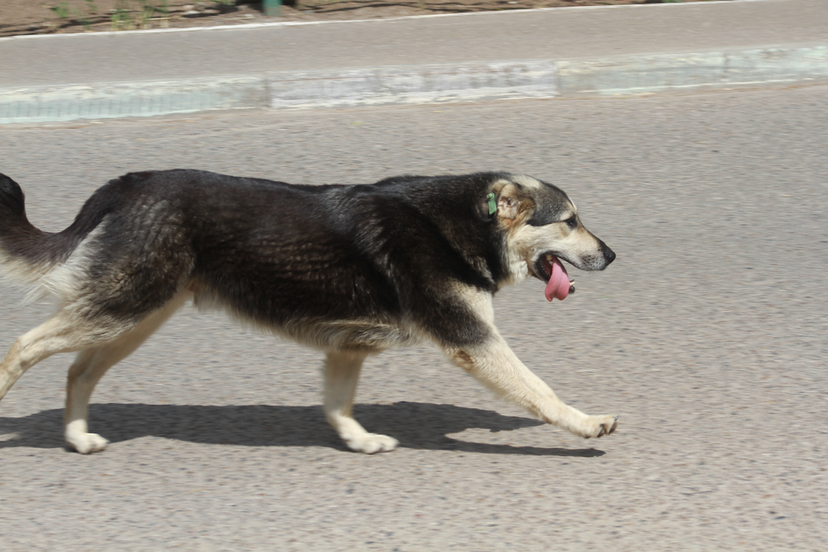 Силовики в России смогут хранить наркотики для тренировки служебных собак