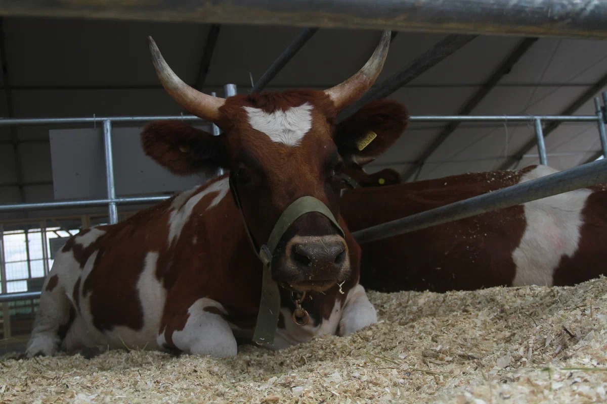 В Юдино под Казанью построят «генетическую ферму» для коров за 1,2 млрд рублей