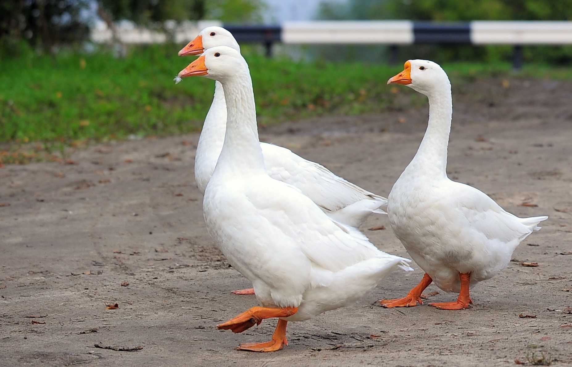 В Татарстане хотят создать новую породу гусей