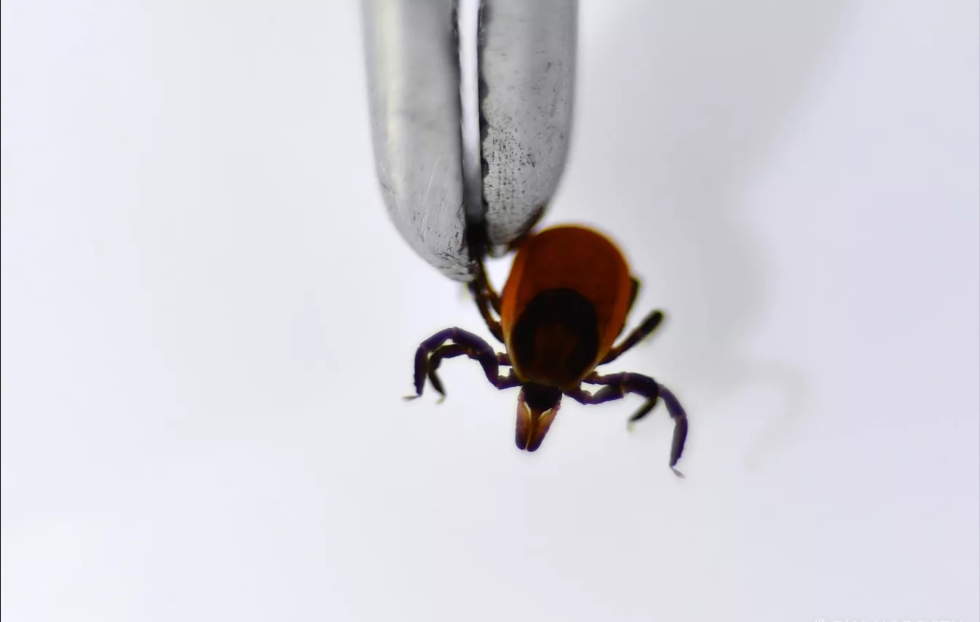 Татарстанцев просят сделать прививки от клещевого энцефалита, не дожидаясь весны