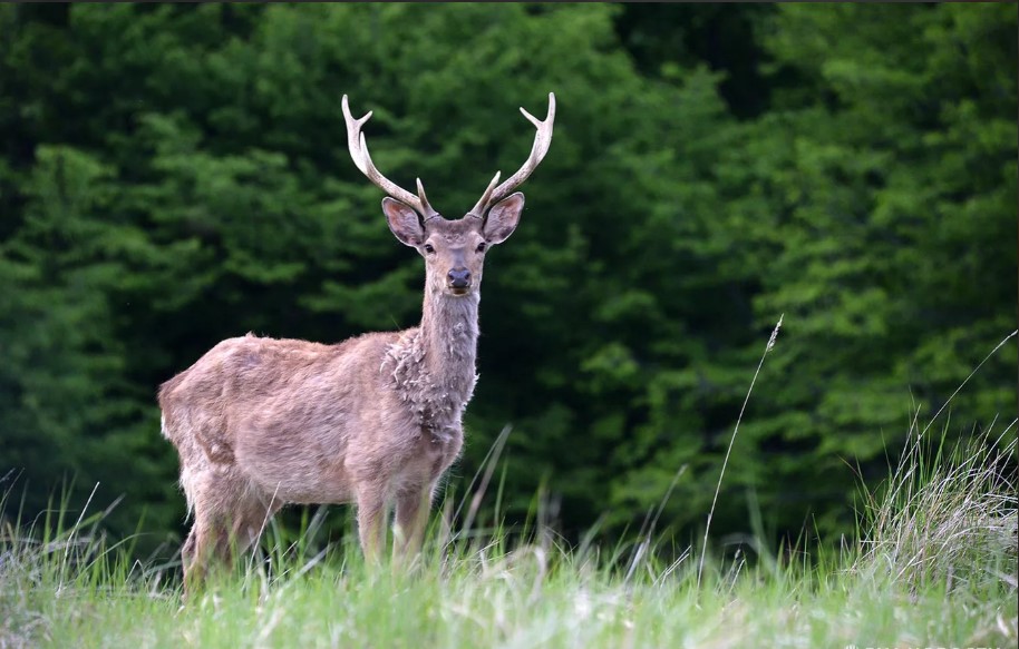 Управляющая фермой в Татарстане представит на Филиппинах проект спасения оленей