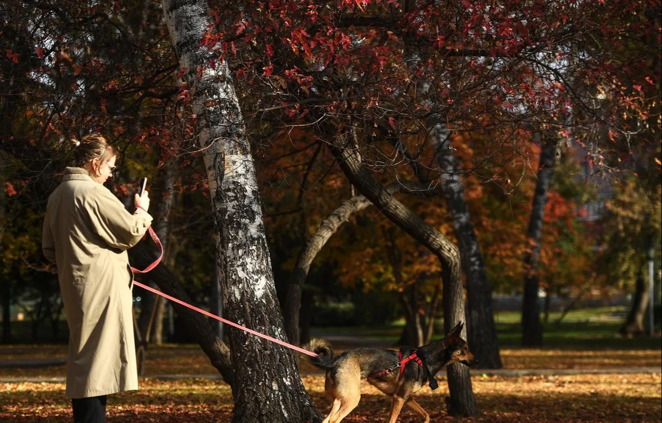 Выгуливать собак в России теперь будут по ГОСТу