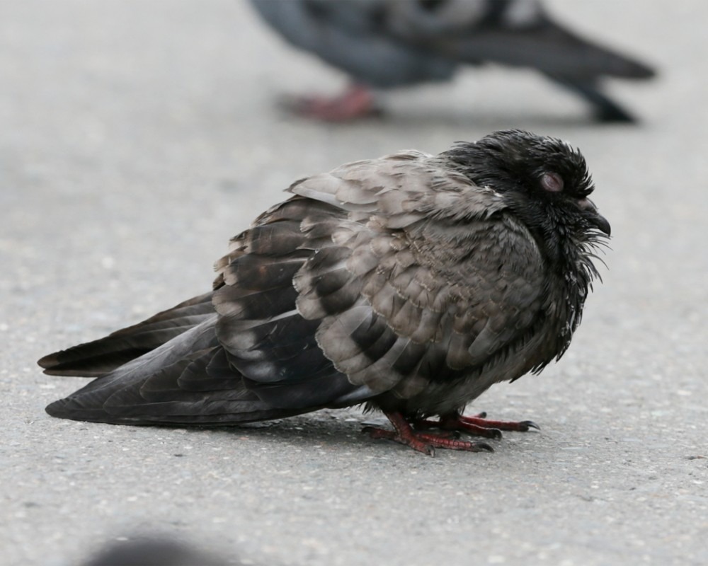 В Татарстане вновь обнаружили рассадник птичьего гриппа