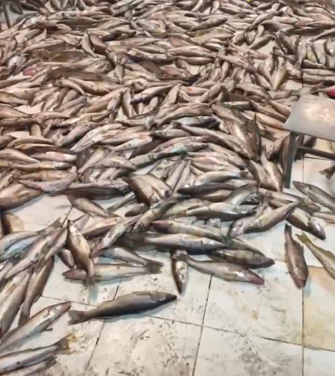 В нескольких селах Татарстана прокуроры изъяли более 85 тысяч кг рыбы