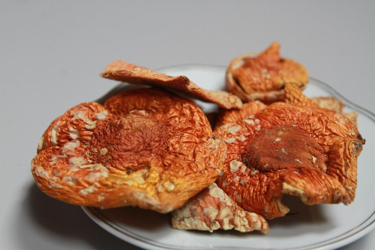 Грибной снюс вызывает тревожно-депрессивные реакции, предупредил физиолог