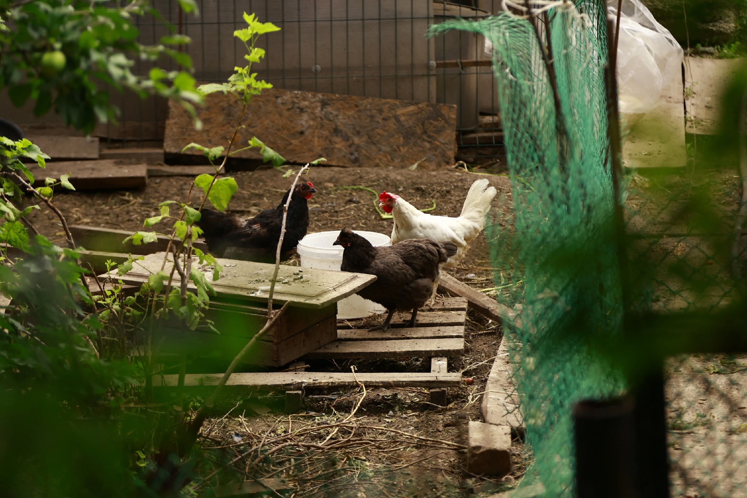 После жалоб жителей Минниханов заинтересовался птицефабрикой