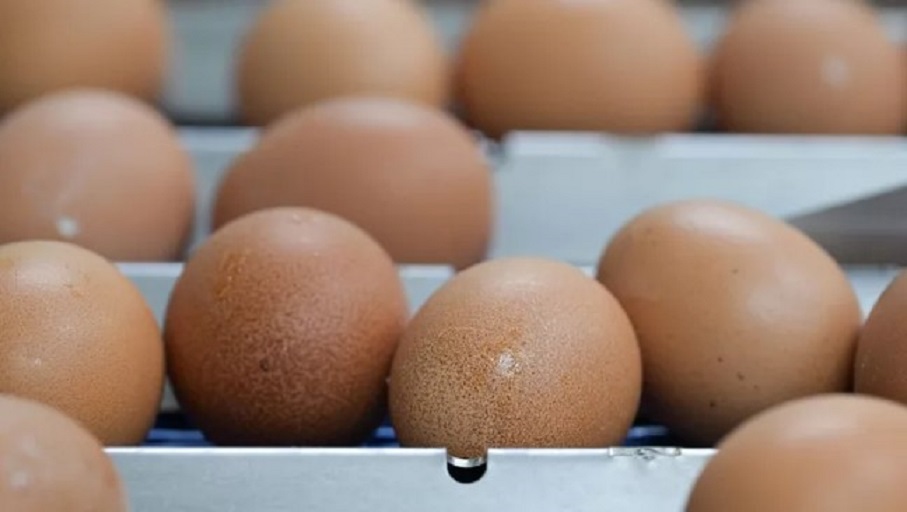 Проект птицефабрики в Пестречинском районе соответствует санитарным требованиям