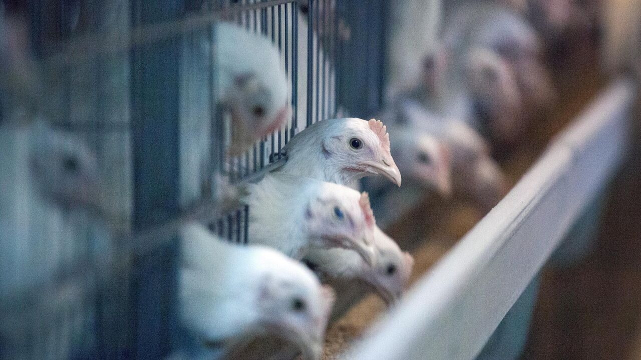 Первый человек в мире умер от птичьего гриппа H5N5