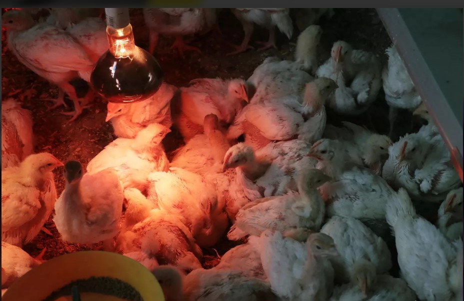 Проект птицефабрики в Пестрецах отправят на независимую экспертизу