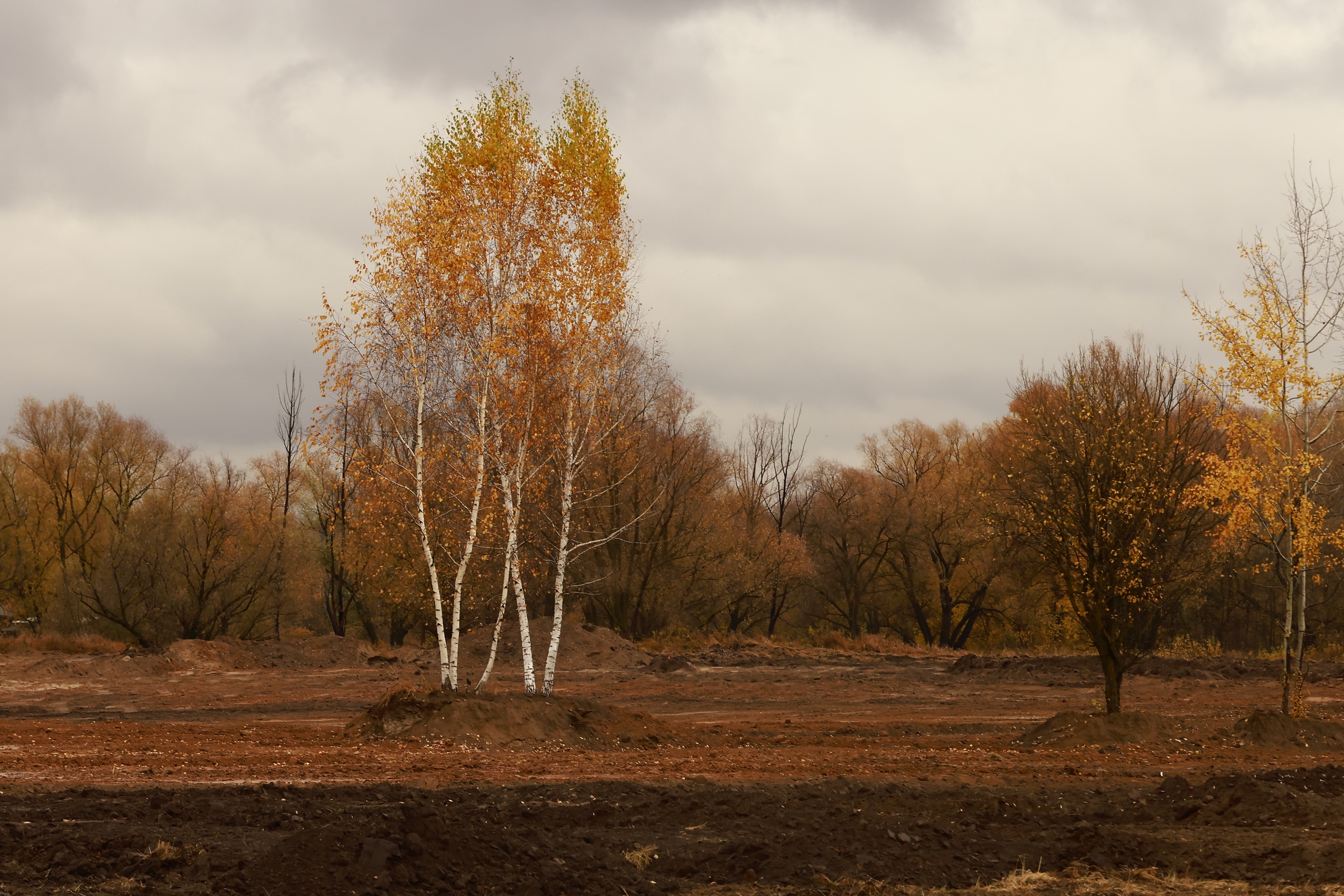 Ноябрьские температуры близки к прошлому рекорду, заявил синоптик Леус