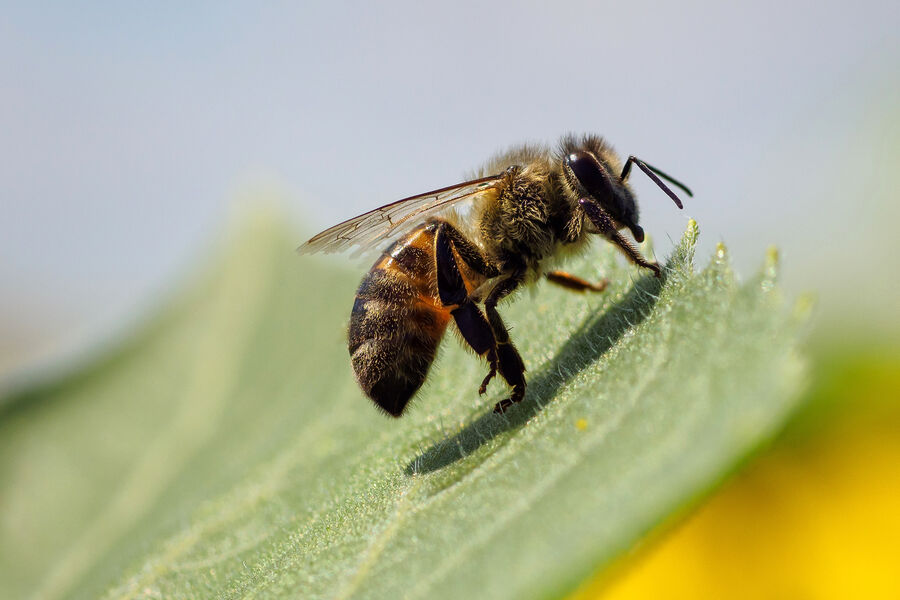 Осы активизировались из-за теплой осени