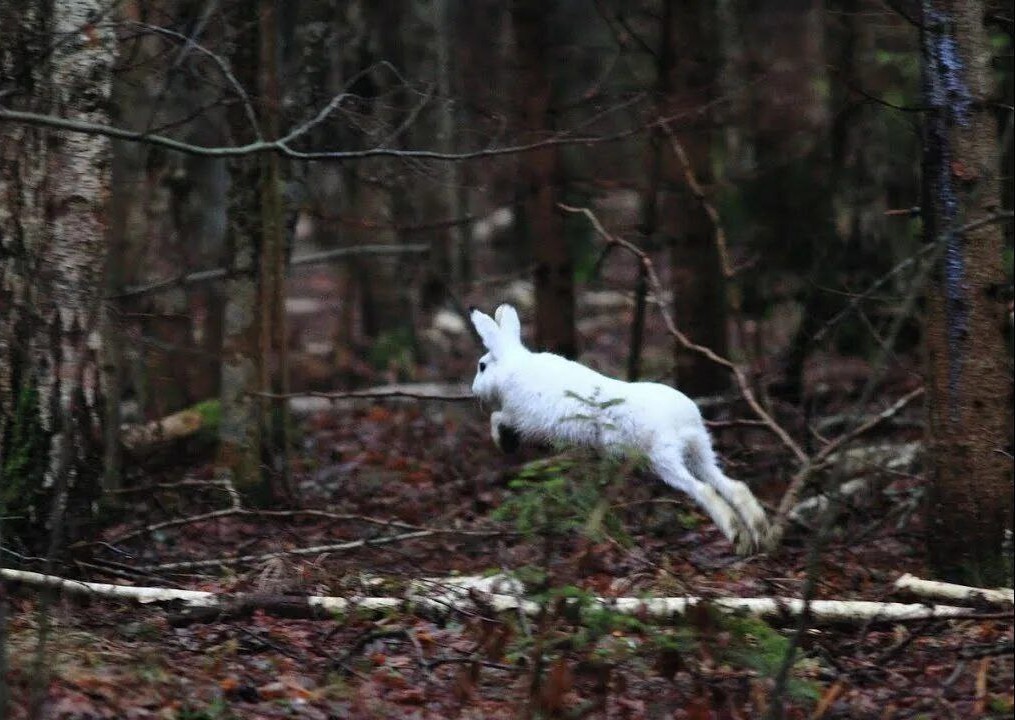 Белые зайцы страдают в Татарстане из-за отсутствия снега