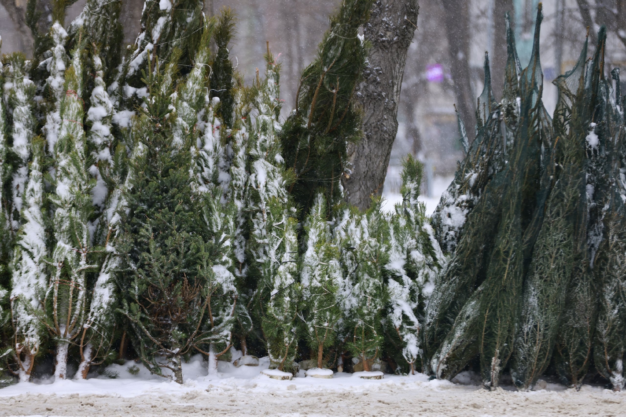 В Казани заработали елочные базары