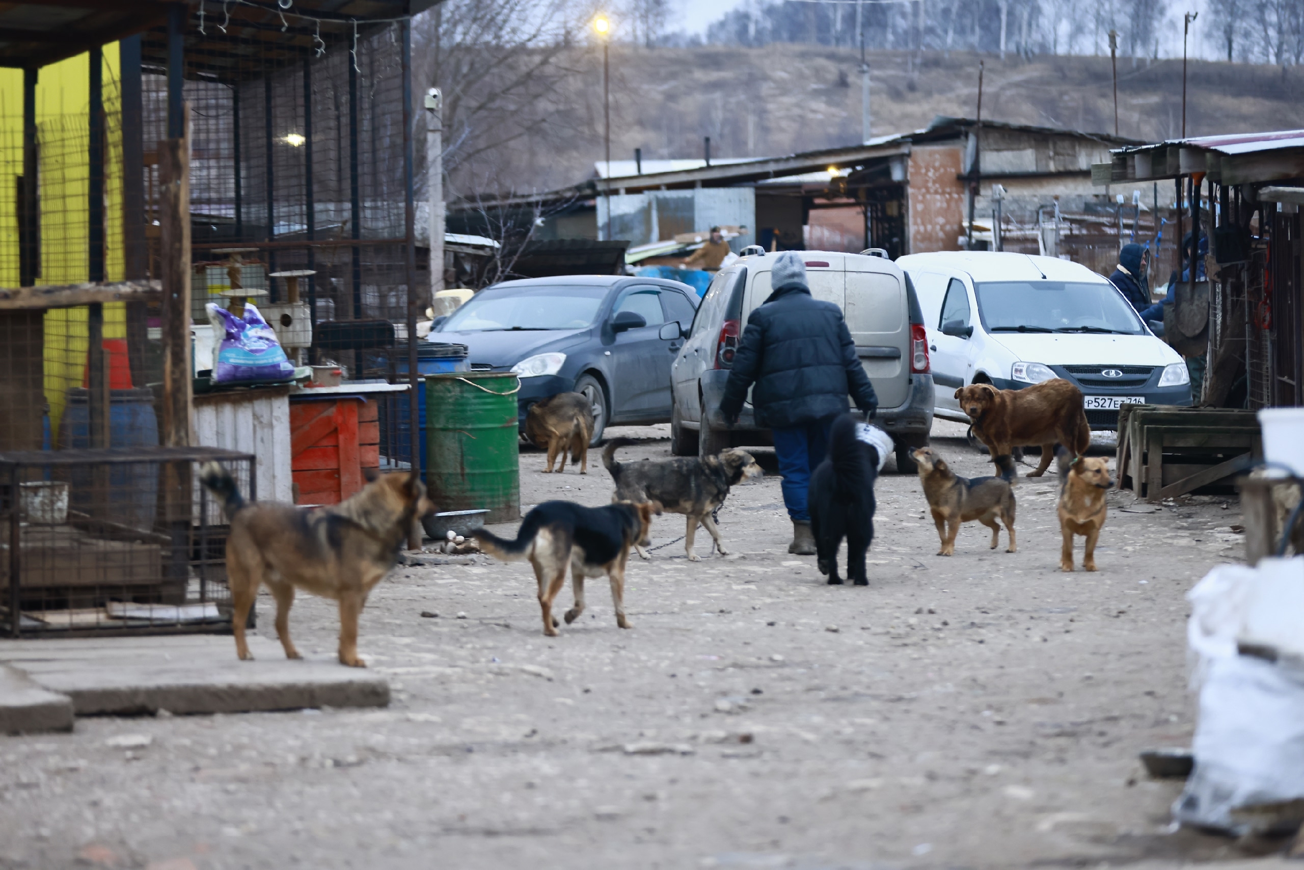 Всех собак повесят на «Кот и Пес»? Как Васильево спасается от бродячих животных