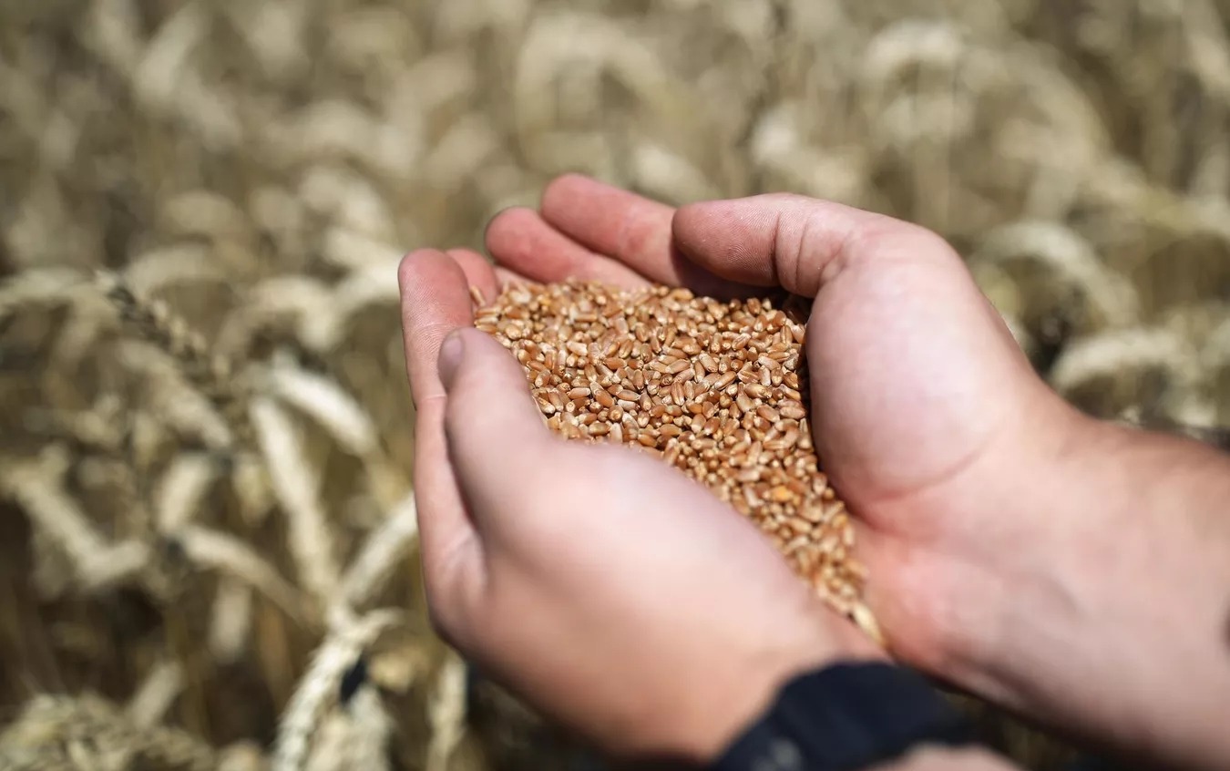 В Татарстане нашли 5,3 тысячи образцов зерна, не соответствующих стандартам